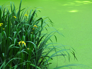 gelbe Schwertlilie (Iris pseudacorus) am Teich, der mit kleinen Wasserlinsen bedeckt ist