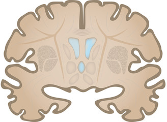 Brain Slice Coronal View