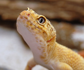 sunglow Leopard Gecko
