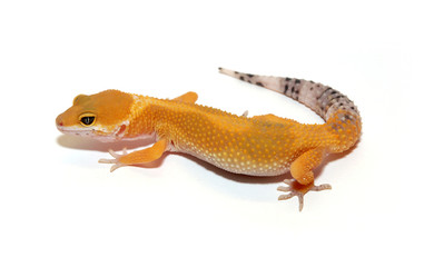 young super hypo Leopard Gecko