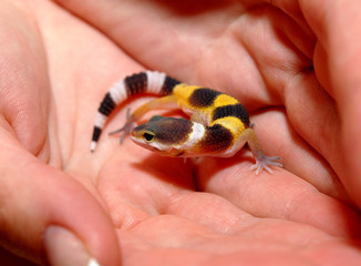 young classic Leopard Gecko