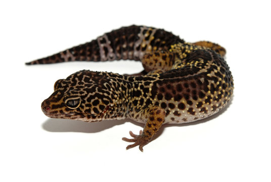dark Leopard Gecko