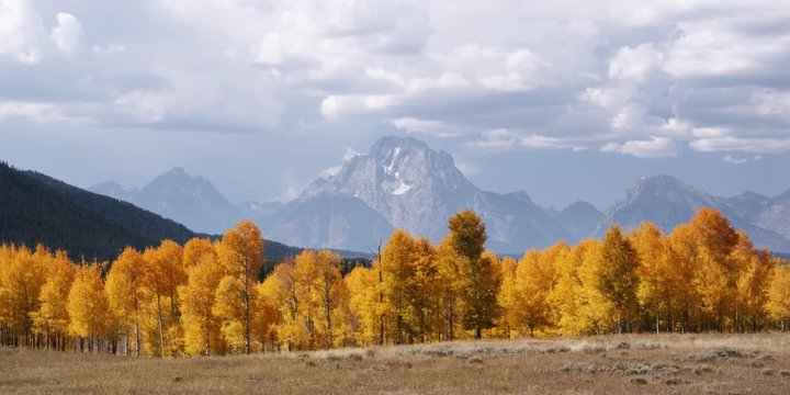 view of aspens in front of the Grand Tetons in Wyoming