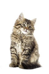 fluffy kitten looking