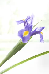 Deurstickers Iris © cousin_john