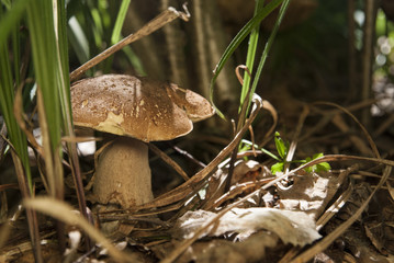 Boletus edulis in the forest. Edible mushroom