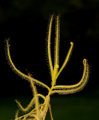 sundew Drosera indica