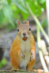 Squirrel with nut in mouth