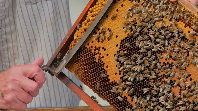 Beekeeper opening honeycombs.
