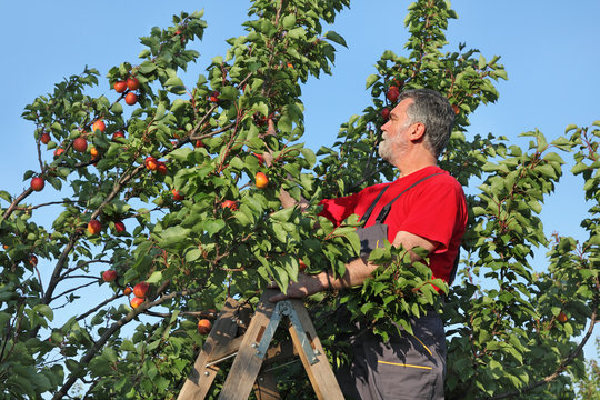 Farmer at ladder picking apricot fruit from tree in orchard