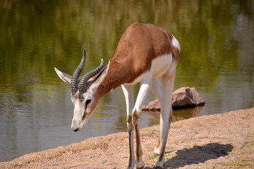 antilope si avvicina alla riva del fiume per dissetarsi