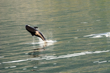 Baby Orca leaping out of the water