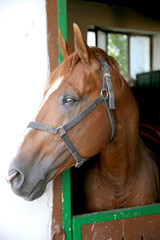 Gidran breed  horse head profile portrait with an alert expression