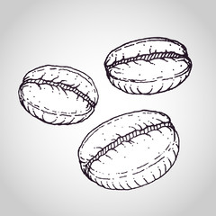coffee beans vector drawing
