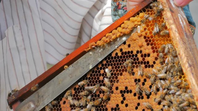 Beekeeper inspecting frame with bees