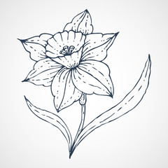 daffodil Vector hand drawn