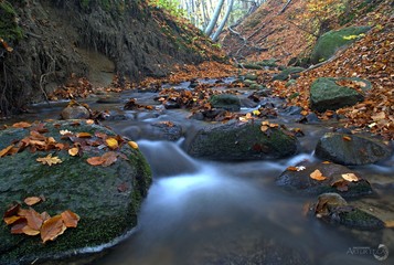 Jesienny las. © arturteca.pl
