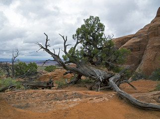 A fallen tree resting on the rocks at Arches National Park in Moab Utah.