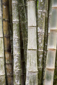 Sustainable eco-friendly background of thicket of weathered bamboo trees full frame vertical