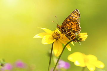 macro shot with orange butterfly on yellow flower