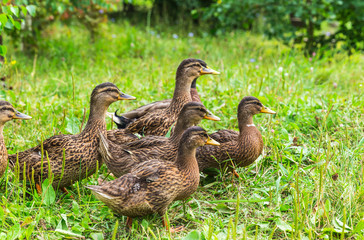 Family of ducks.