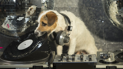 dog disco