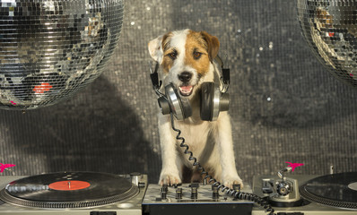 dog disco