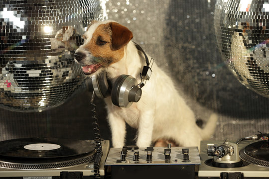 Dog Disco