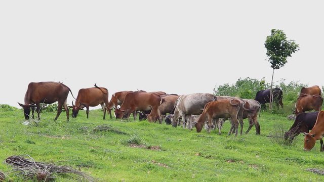 Herd of Thai domestic beef cattle grazing on green pasture