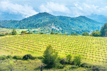 Vineyard with mountains on background