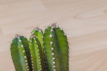 Cactus plant in bloom with sharp spikes