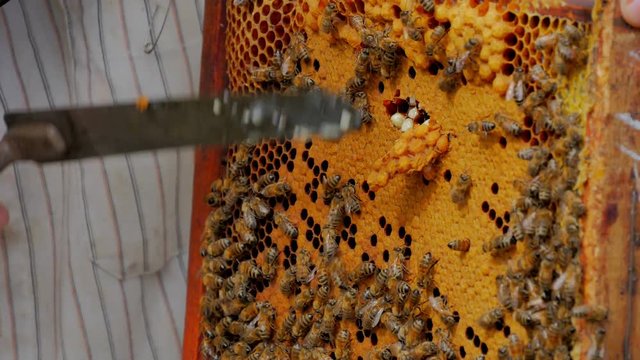 Beekeeper cuts zabrus