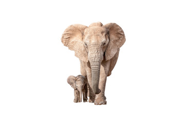 Elephant calf next to its mother isolated on white - obrazy, fototapety, plakaty