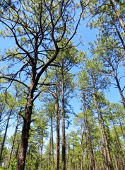 Forest of tall pine trees and a bright blue sky