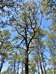 Forest of tall pine trees and a bright blue sky