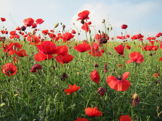 Poppies in the spring field in sunny day