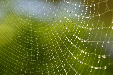 Spinnennetz am Morgen mit frischen Tautropfen