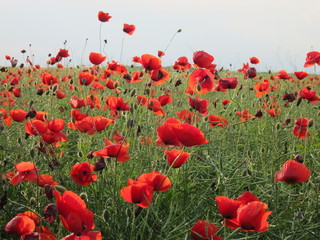 Poppies in the spring field in sunny day