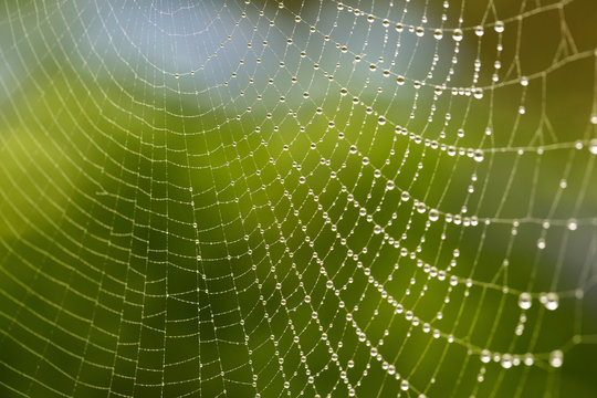 Spinnennetz am Morgen mit frischen Tautropfen