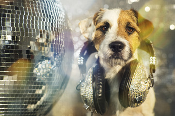 dog disco