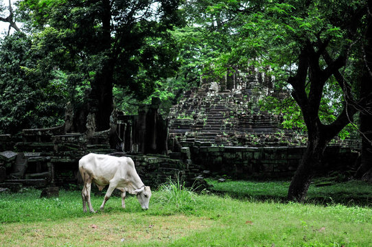 Cow grazing in Angkor