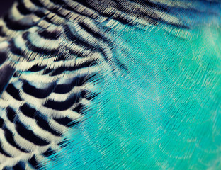 Colorful feathers, budgie bird feathers background texture