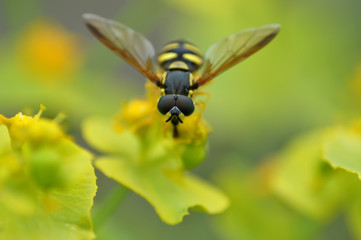 Wasp on a flower