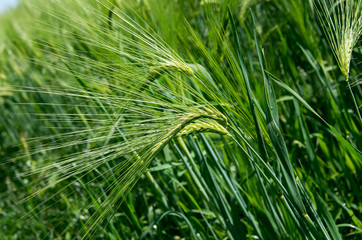 Fototapeta na wymiar Field sown with barley.