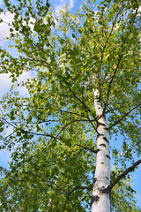 Birch tree at summer