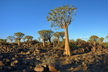 Naklejka premium Quiver Tree Forest Namibia