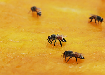 Bee with dried mango macro backgrounds