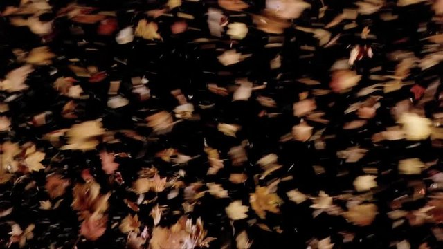 Leaves and debris blowing across the frame