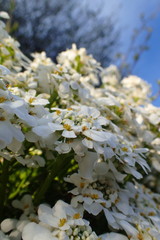 Schleifenblumen
