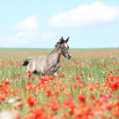 Amazing arabian foal running in red poppy field